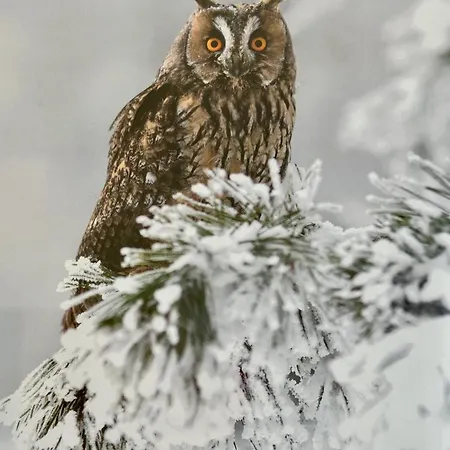 Appartement Panorama Karkonoszy - Komfort Z Widokiem Na Sniezke I Aquapark Karpacz
