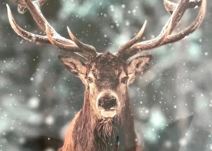Panorama Karkonoszy - Komfort Z Widokiem Na Sniezke I Aquapark